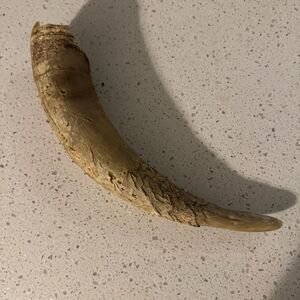 Genuine Goat Horn 14"